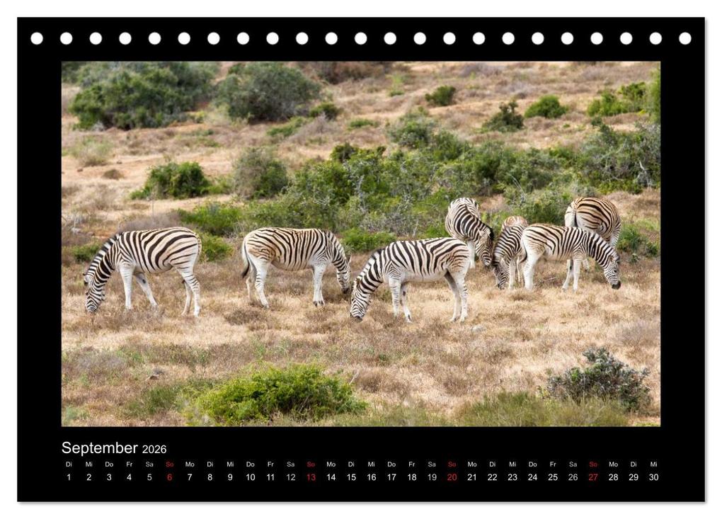 Weitere Ansicht: Südafrika - Garden Route (Tischkalender 2026 DIN A5 quer), CALVENDO Monatskalender | Frank Budenz, Calvendo