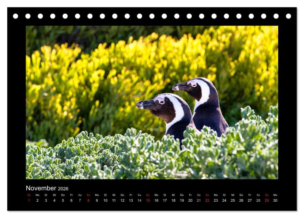 Weitere Ansicht: Südafrika - Garden Route (Tischkalender 2026 DIN A5 quer), CALVENDO Monatskalender | Frank Budenz, Calvendo