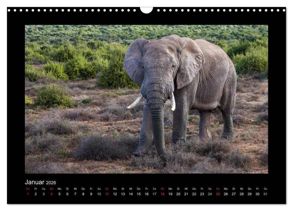 Weitere Ansicht: Südafrika - Garden Route (Wandkalender 2026 DIN A3 quer), CALVENDO Monatskalender | Frank Budenz, Calvendo