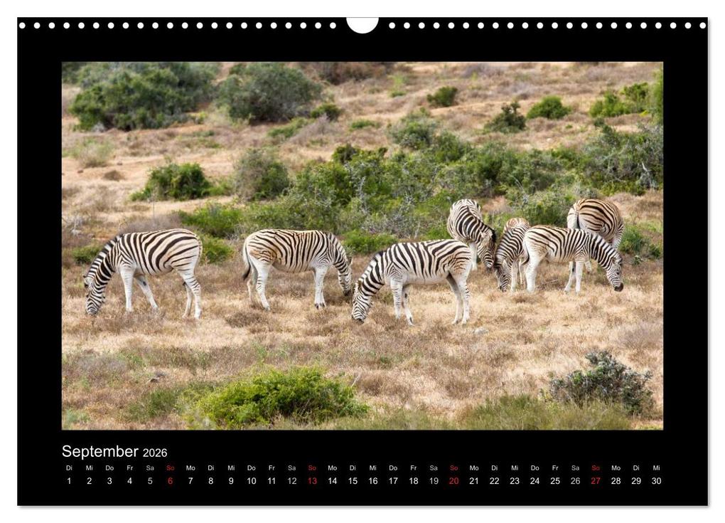 Weitere Ansicht: Südafrika - Garden Route (Wandkalender 2026 DIN A3 quer), CALVENDO Monatskalender | Frank Budenz, Calvendo