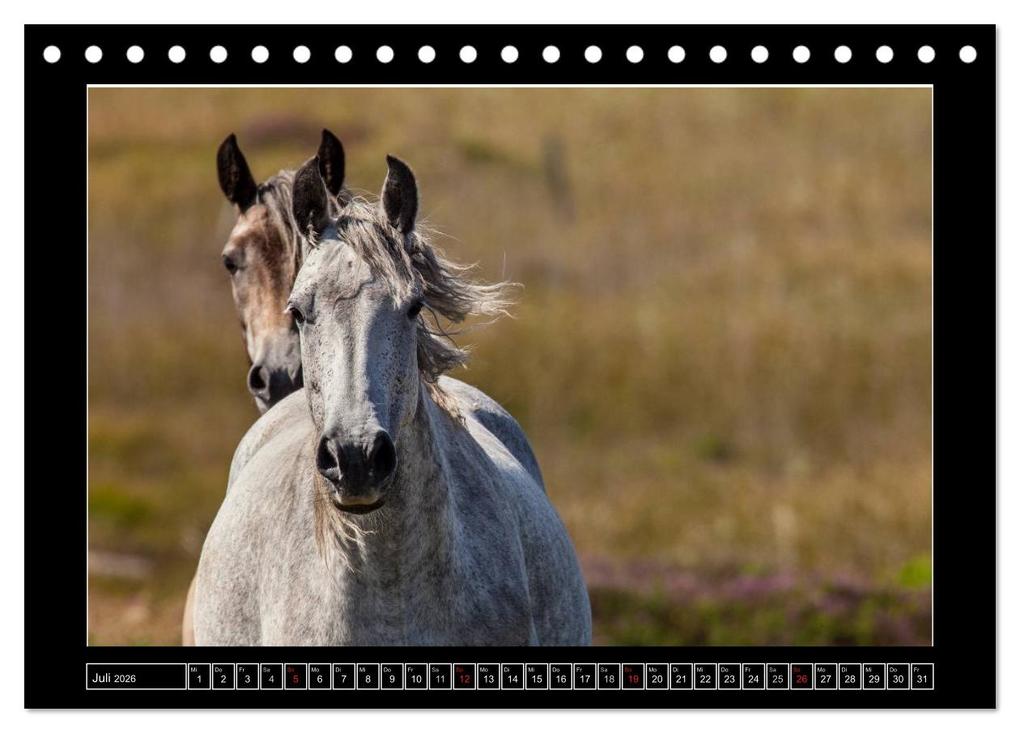 Weitere Ansicht: Connemara - Irlands wilder Westen (Tischkalender 2026 DIN A5 quer), CALVENDO Monatskalender | Ferry BÖHME, Calvendo