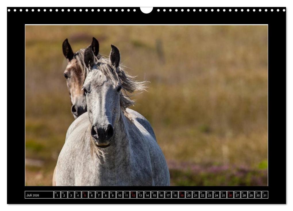 Weitere Ansicht: Connemara - Irlands wilder Westen (Wandkalender 2026 DIN A3 quer), CALVENDO Monatskalender | Ferry BÖHME, Calvendo