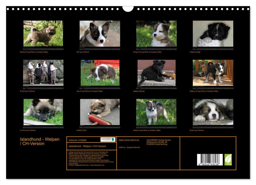 Weitere Ansicht: Islandhund - Welpen / CH-Version (Wandkalender 2026 DIN A3 quer), CALVENDO Monatskalender | JAMFoto - Angelika Möthrath, Calvendo, Angelika Möthrath
