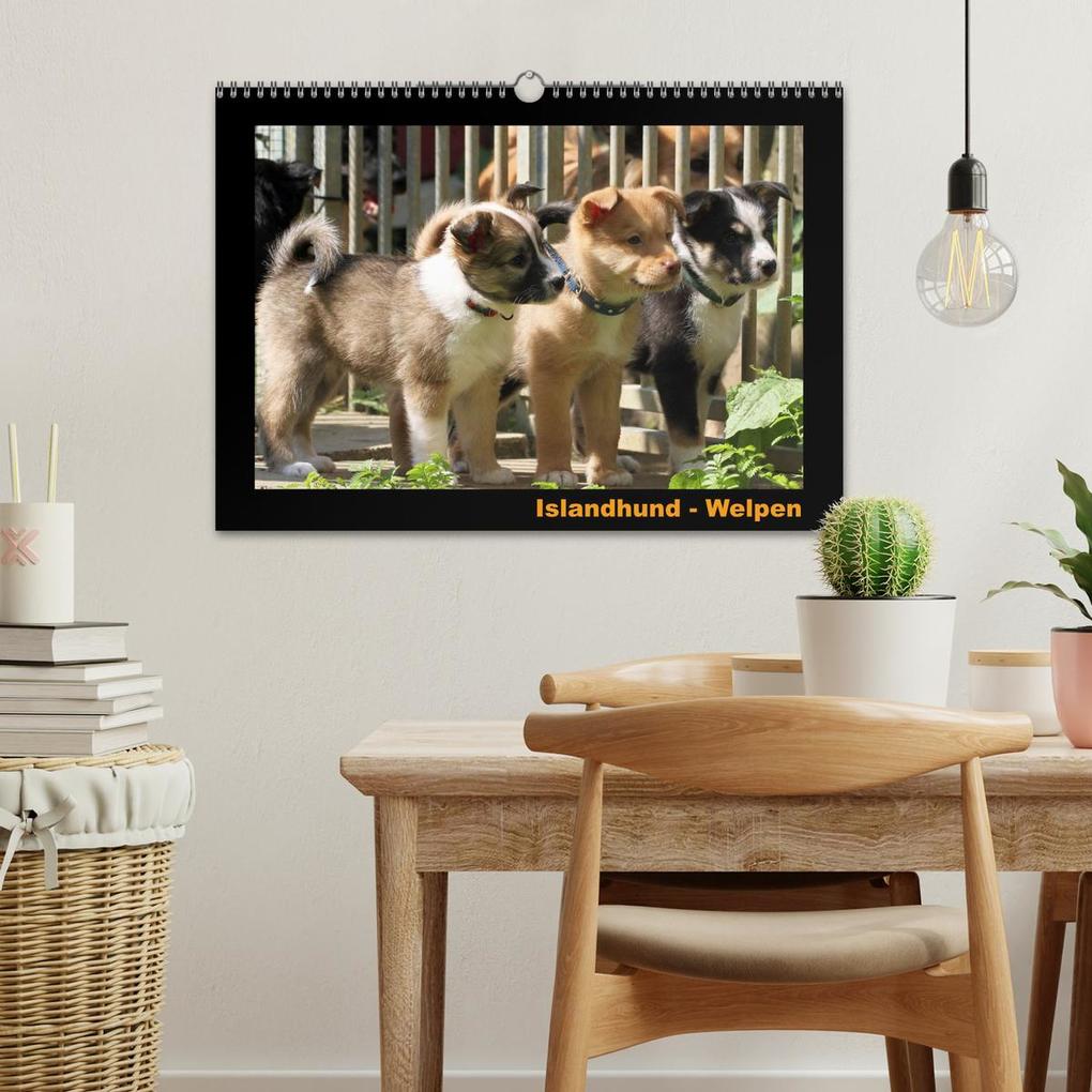 Weitere Ansicht: Islandhund - Welpen / CH-Version (Wandkalender 2026 DIN A3 quer), CALVENDO Monatskalender | JAMFoto - Angelika Möthrath, Calvendo, Angelika Möthrath