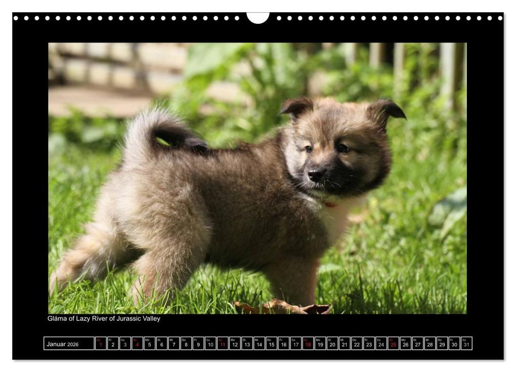 Weitere Ansicht: Islandhund - Welpen / CH-Version (Wandkalender 2026 DIN A3 quer), CALVENDO Monatskalender | JAMFoto - Angelika Möthrath, Calvendo, Angelika Möthrath