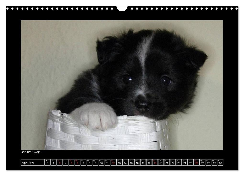 Weitere Ansicht: Islandhund - Welpen / CH-Version (Wandkalender 2026 DIN A3 quer), CALVENDO Monatskalender | JAMFoto - Angelika Möthrath, Calvendo, Angelika Möthrath