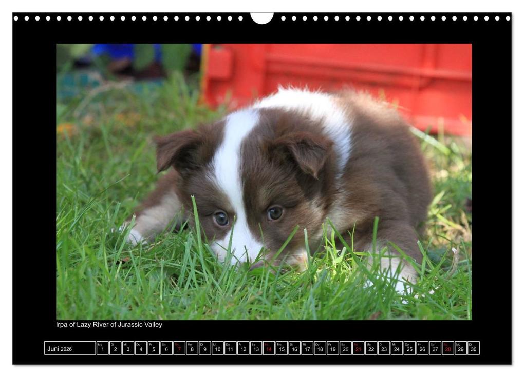Weitere Ansicht: Islandhund - Welpen / CH-Version (Wandkalender 2026 DIN A3 quer), CALVENDO Monatskalender | JAMFoto - Angelika Möthrath, Calvendo, Angelika Möthrath