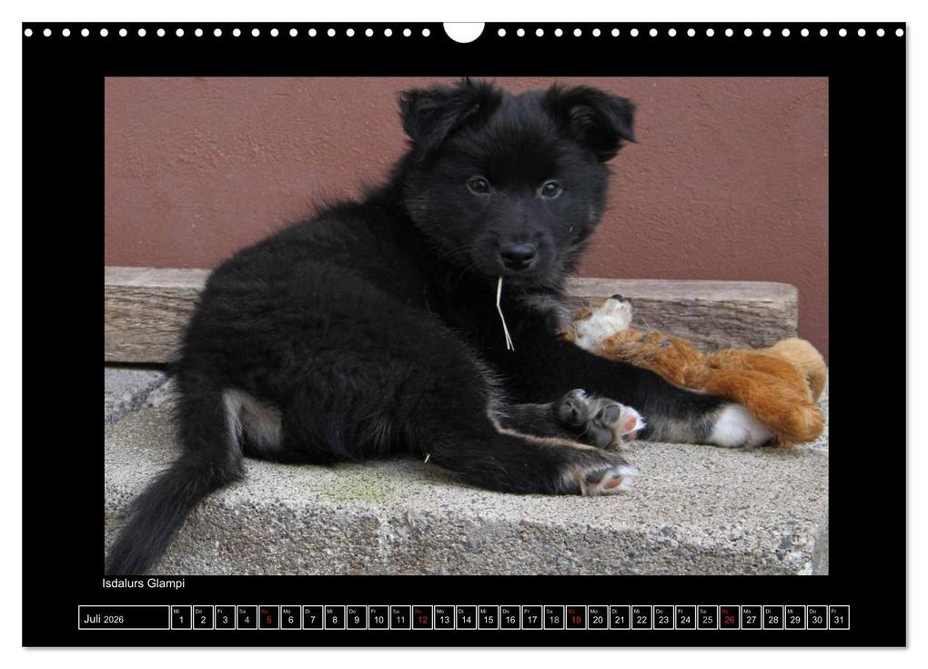Weitere Ansicht: Islandhund - Welpen / CH-Version (Wandkalender 2026 DIN A3 quer), CALVENDO Monatskalender | JAMFoto - Angelika Möthrath, Calvendo, Angelika Möthrath