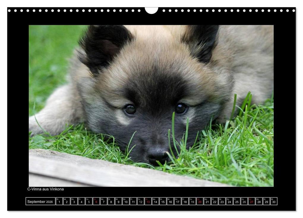 Weitere Ansicht: Islandhund - Welpen / CH-Version (Wandkalender 2026 DIN A3 quer), CALVENDO Monatskalender | JAMFoto - Angelika Möthrath, Calvendo, Angelika Möthrath
