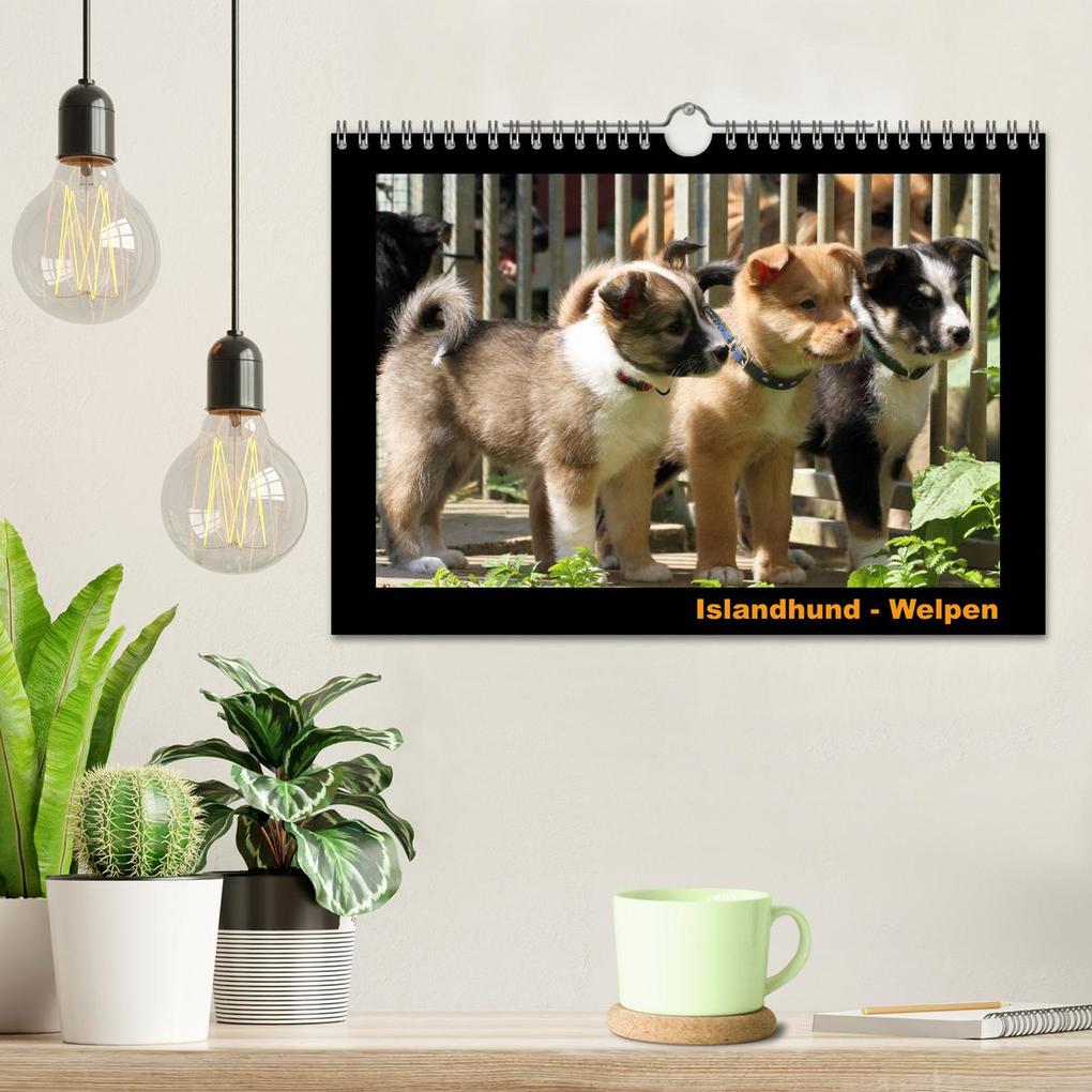 Weitere Ansicht: Islandhund - Welpen / CH-Version (Wandkalender 2026 DIN A4 quer), CALVENDO Monatskalender | JAMFoto - Angelika Möthrath, Calvendo, Angelika Möthrath
