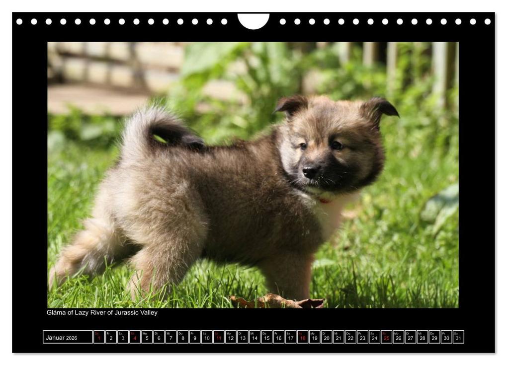 Weitere Ansicht: Islandhund - Welpen / CH-Version (Wandkalender 2026 DIN A4 quer), CALVENDO Monatskalender | JAMFoto - Angelika Möthrath, Calvendo, Angelika Möthrath