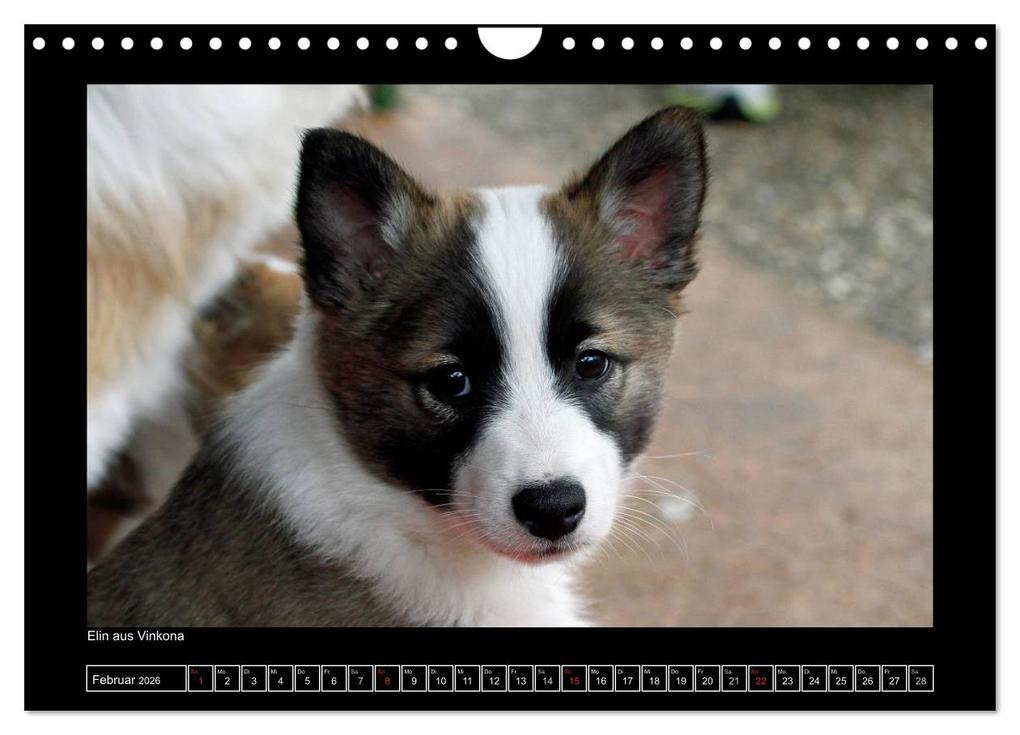 Weitere Ansicht: Islandhund - Welpen / CH-Version (Wandkalender 2026 DIN A4 quer), CALVENDO Monatskalender | JAMFoto - Angelika Möthrath, Calvendo, Angelika Möthrath