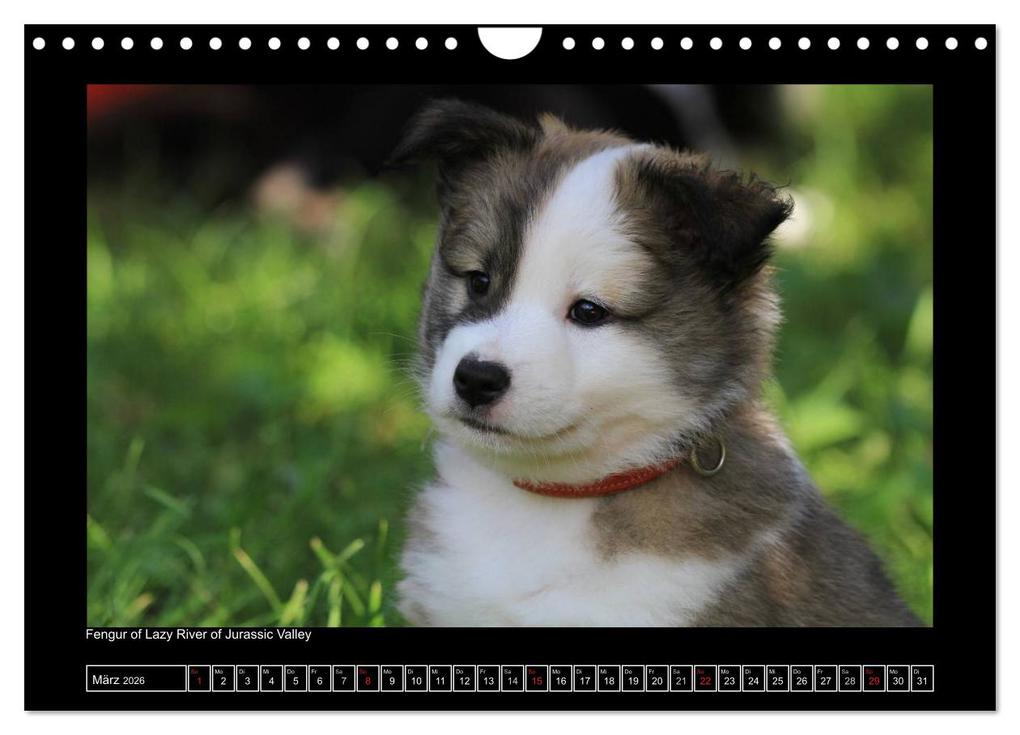 Weitere Ansicht: Islandhund - Welpen / CH-Version (Wandkalender 2026 DIN A4 quer), CALVENDO Monatskalender | JAMFoto - Angelika Möthrath, Calvendo, Angelika Möthrath