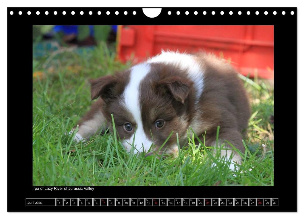 Weitere Ansicht: Islandhund - Welpen / CH-Version (Wandkalender 2026 DIN A4 quer), CALVENDO Monatskalender | JAMFoto - Angelika Möthrath, Calvendo, Angelika Möthrath