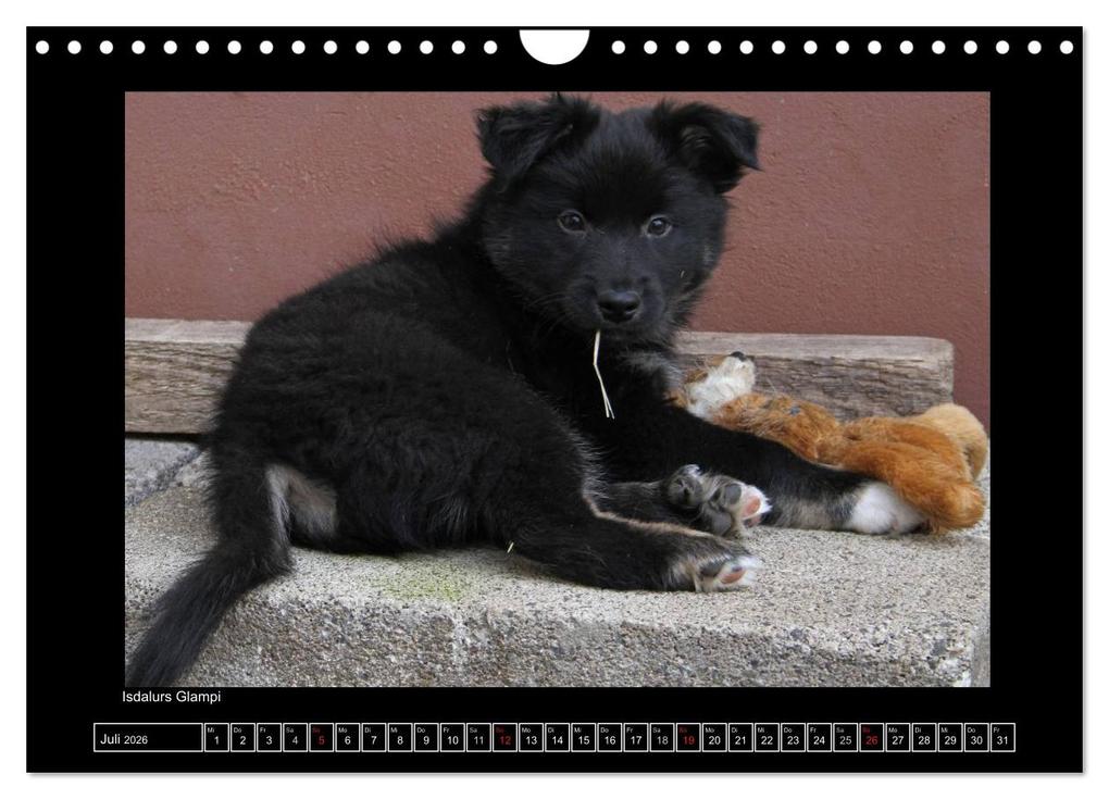 Weitere Ansicht: Islandhund - Welpen / CH-Version (Wandkalender 2026 DIN A4 quer), CALVENDO Monatskalender | JAMFoto - Angelika Möthrath, Calvendo, Angelika Möthrath