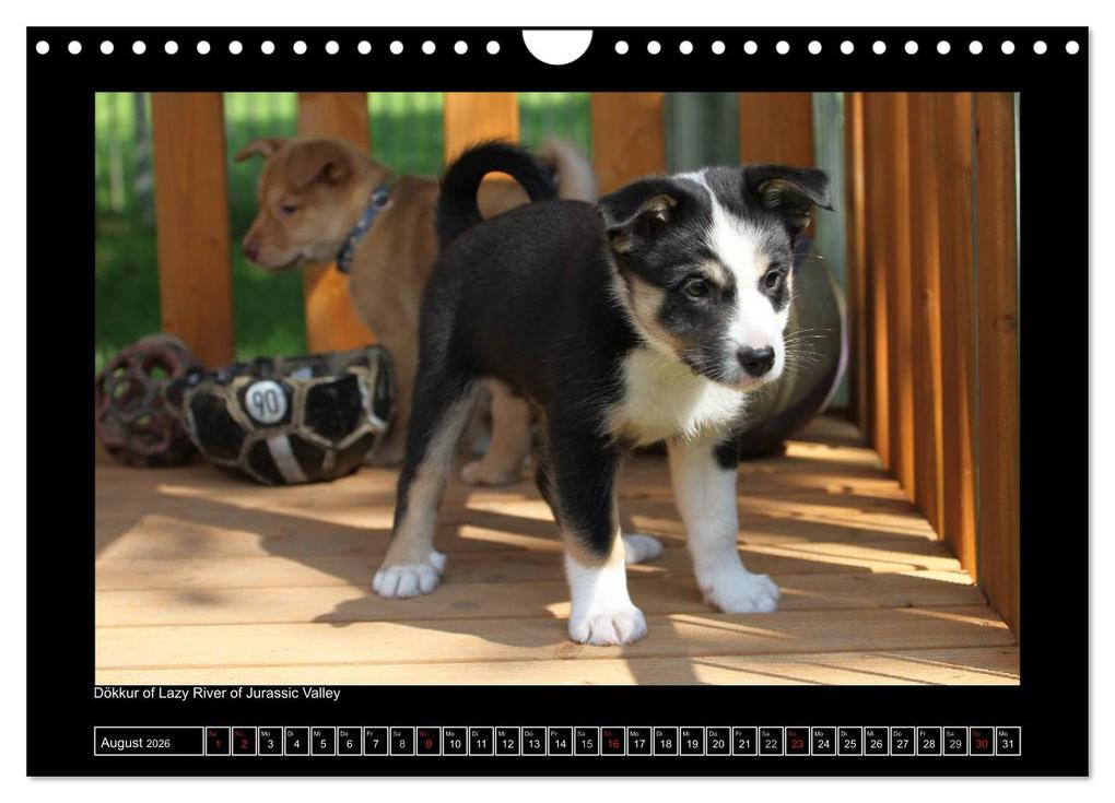 Weitere Ansicht: Islandhund - Welpen / CH-Version (Wandkalender 2026 DIN A4 quer), CALVENDO Monatskalender | JAMFoto - Angelika Möthrath, Calvendo, Angelika Möthrath