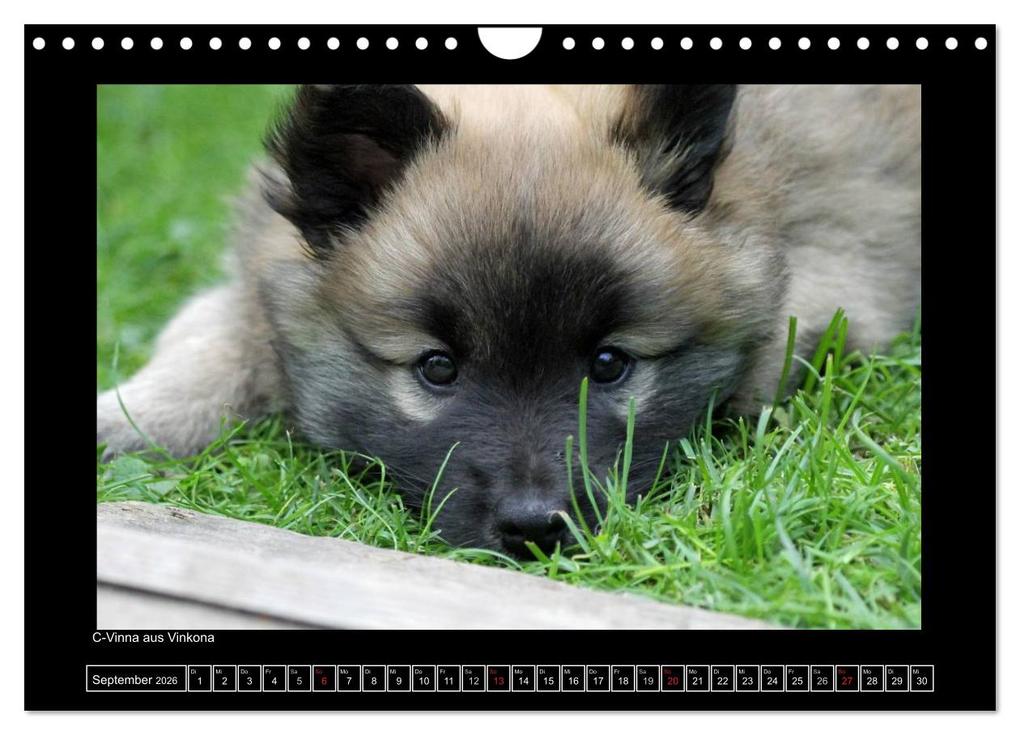 Weitere Ansicht: Islandhund - Welpen / CH-Version (Wandkalender 2026 DIN A4 quer), CALVENDO Monatskalender | JAMFoto - Angelika Möthrath, Calvendo, Angelika Möthrath
