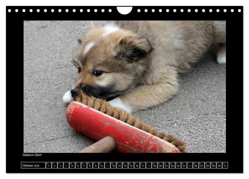 Weitere Ansicht: Islandhund - Welpen / CH-Version (Wandkalender 2026 DIN A4 quer), CALVENDO Monatskalender | JAMFoto - Angelika Möthrath, Calvendo, Angelika Möthrath