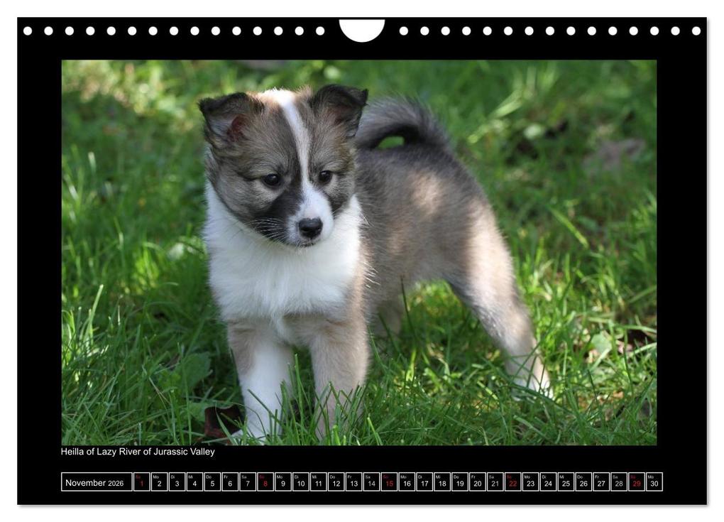 Weitere Ansicht: Islandhund - Welpen / CH-Version (Wandkalender 2026 DIN A4 quer), CALVENDO Monatskalender | JAMFoto - Angelika Möthrath, Calvendo, Angelika Möthrath