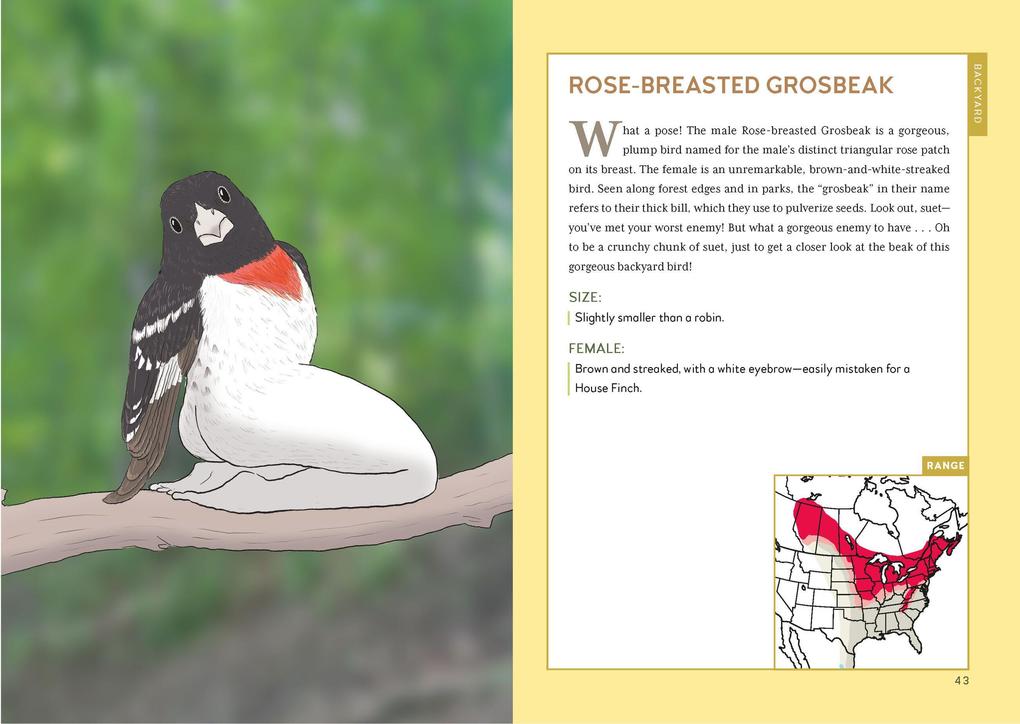 Weitere Ansicht: Extremely Accurate Birds | Tommy Siegel