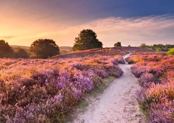 Weitere Ansicht: Erwachsenenpuzzle 1000 Teile - Traumpfad in Rosa