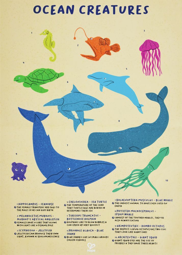 Weitere Ansicht: Hape Schimmerpuzzle "Meerestiere"