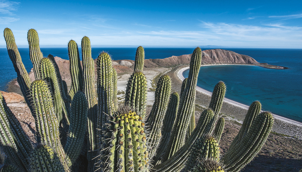 Weitere Ansicht: The Sea of Dreams | Christopher Swann