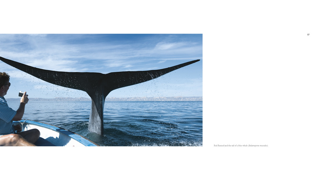 Weitere Ansicht: The Sea of Dreams | Christopher Swann