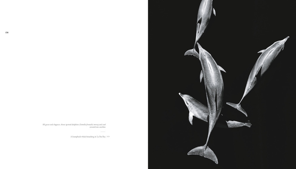 Weitere Ansicht: The Sea of Dreams | Christopher Swann