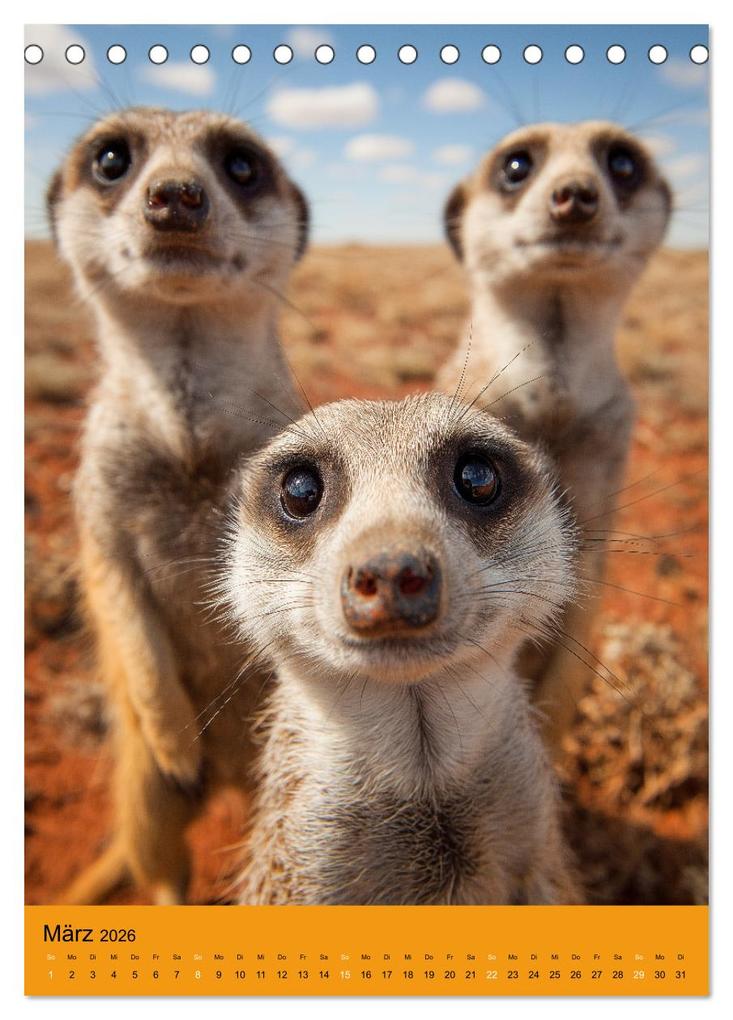 Weitere Ansicht: Die Erdmännchen Familie - Kalender der niedlichen Tiere (Tischkalender 2026 DIN A5 hoch), CALVENDO Monatskalender | MB Fotografie, Calvendo