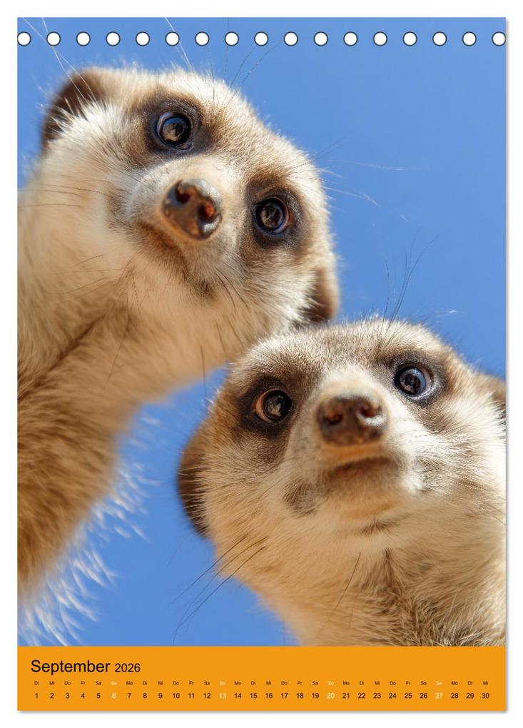Weitere Ansicht: Die Erdmännchen Familie - Kalender der niedlichen Tiere (Tischkalender 2026 DIN A5 hoch), CALVENDO Monatskalender | MB Fotografie, Calvendo