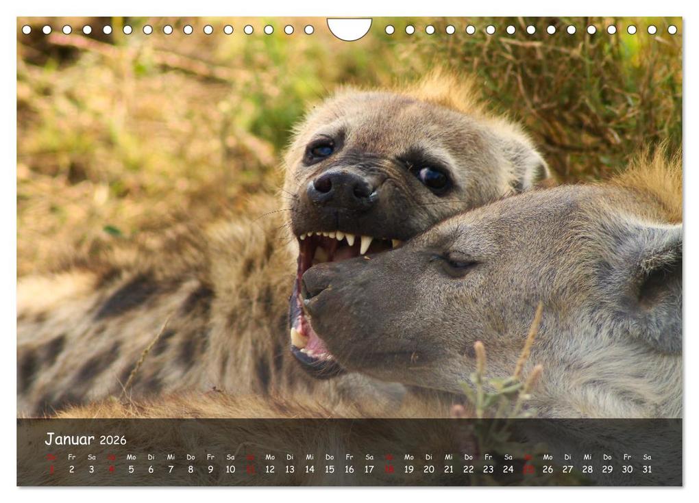 Weitere Ansicht: Wildes Ostafrika - Tansania und Kenia hautnah (Wandkalender 2026 DIN A4 quer), CALVENDO Monatskalend | Sarah W. Fotografie, Calvendo