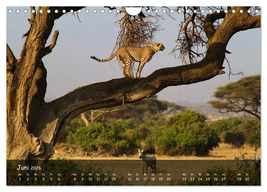 Weitere Ansicht: Wildes Ostafrika - Tansania und Kenia hautnah (Wandkalender 2026 DIN A4 quer), CALVENDO Monatskalend | Sarah W. Fotografie, Calvendo