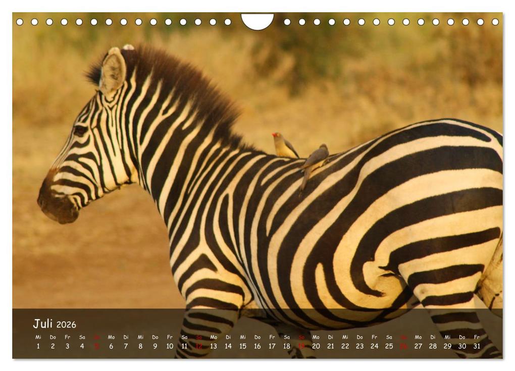 Weitere Ansicht: Wildes Ostafrika - Tansania und Kenia hautnah (Wandkalender 2026 DIN A4 quer), CALVENDO Monatskalend | Sarah W. Fotografie, Calvendo