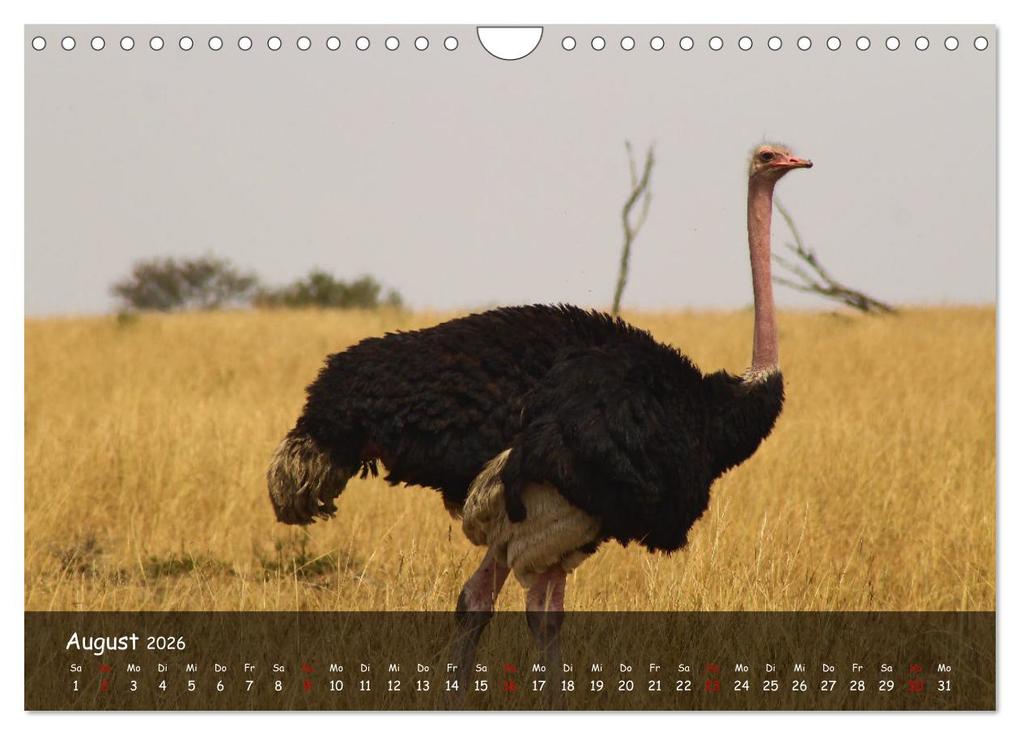 Weitere Ansicht: Wildes Ostafrika - Tansania und Kenia hautnah (Wandkalender 2026 DIN A4 quer), CALVENDO Monatskalend | Sarah W. Fotografie, Calvendo