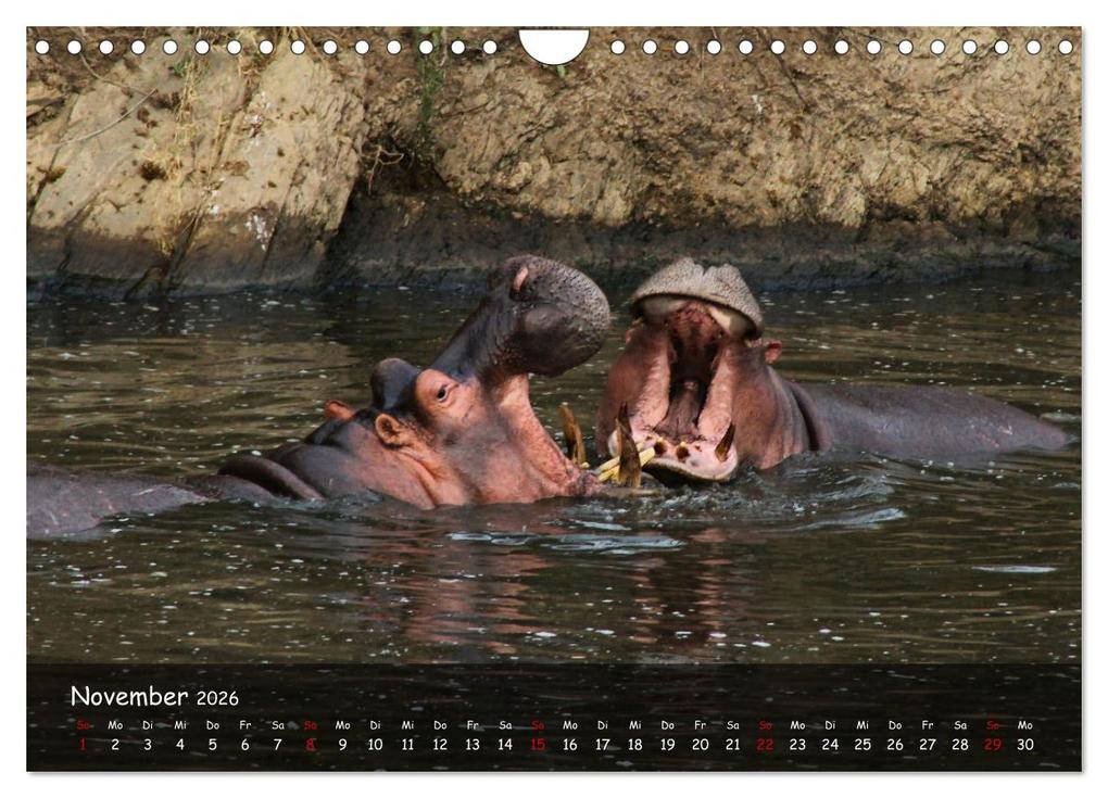 Weitere Ansicht: Wildes Ostafrika - Tansania und Kenia hautnah (Wandkalender 2026 DIN A4 quer), CALVENDO Monatskalend | Sarah W. Fotografie, Calvendo