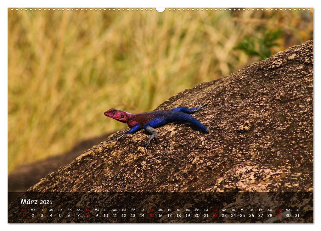 Weitere Ansicht: Wildes Ostafrika - Tansania und Kenia hautnah (hochwertiger Premium Wandkalender 2026 DIN A2 quer), | Sarah W. Fotografie, Calvendo