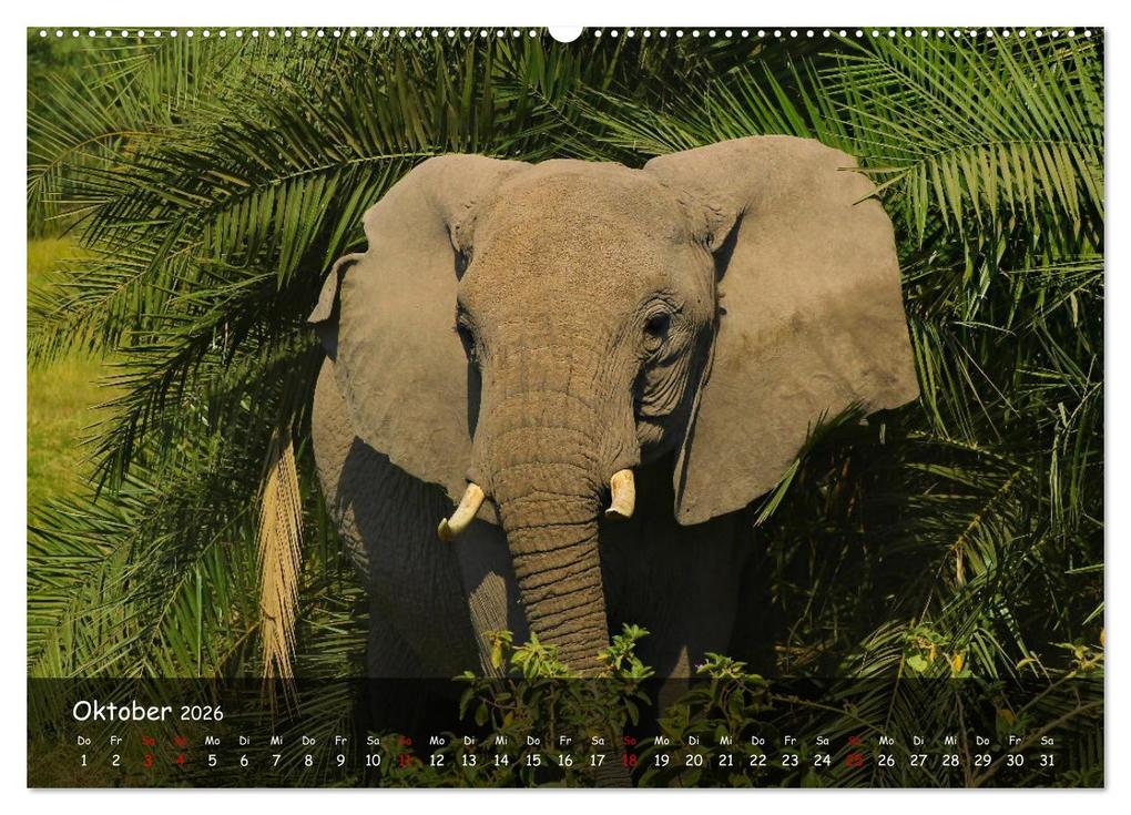 Weitere Ansicht: Wildes Ostafrika - Tansania und Kenia hautnah (hochwertiger Premium Wandkalender 2026 DIN A2 quer), | Sarah W. Fotografie, Calvendo
