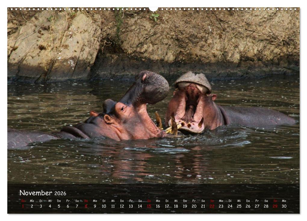 Weitere Ansicht: Wildes Ostafrika - Tansania und Kenia hautnah (hochwertiger Premium Wandkalender 2026 DIN A2 quer), | Sarah W. Fotografie, Calvendo