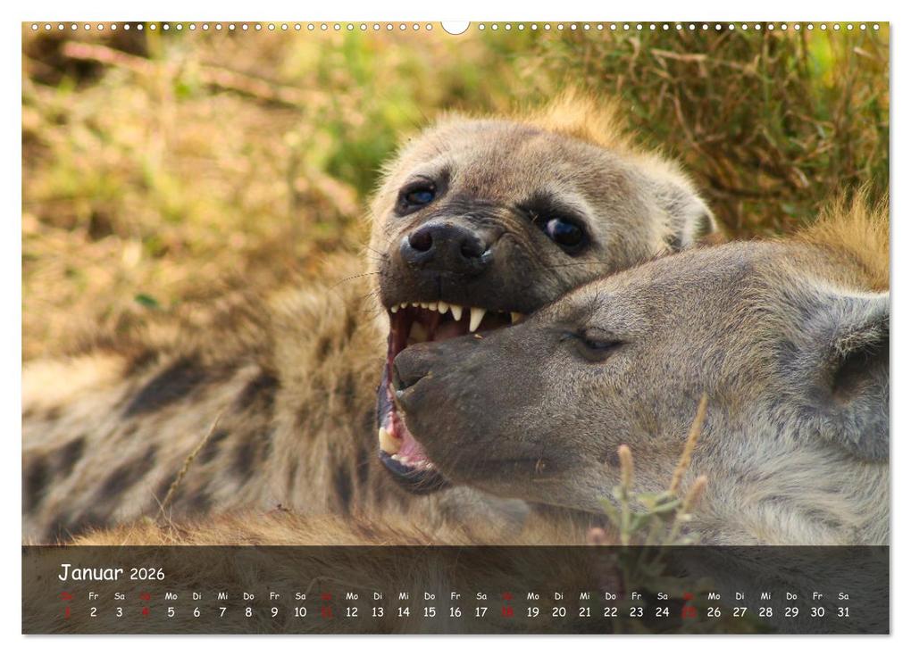 Weitere Ansicht: Wildes Ostafrika - Tansania und Kenia hautnah (Wandkalender 2026 DIN A2 quer), CALVENDO Monatskalend | Sarah W. Fotografie, Calvendo
