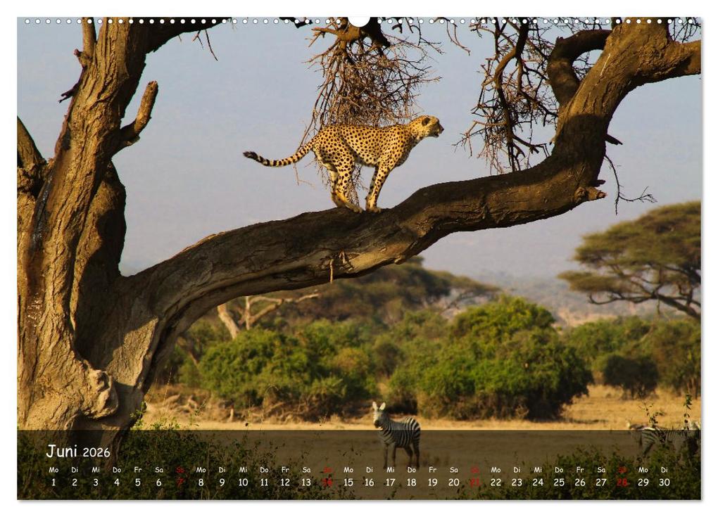 Weitere Ansicht: Wildes Ostafrika - Tansania und Kenia hautnah (Wandkalender 2026 DIN A2 quer), CALVENDO Monatskalend | Sarah W. Fotografie, Calvendo