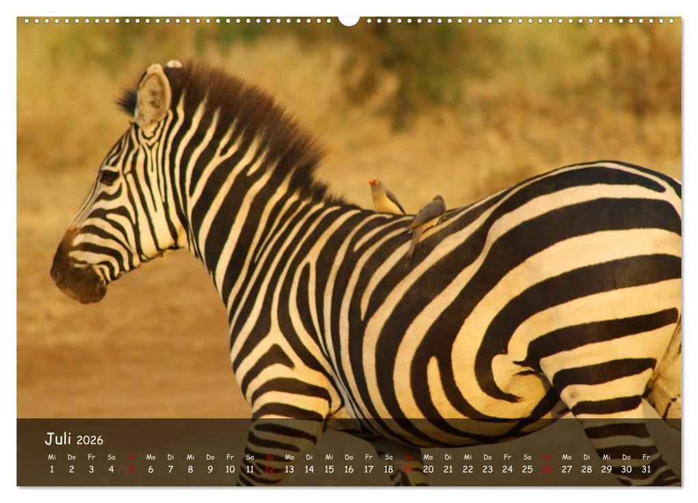 Weitere Ansicht: Wildes Ostafrika - Tansania und Kenia hautnah (Wandkalender 2026 DIN A2 quer), CALVENDO Monatskalend | Sarah W. Fotografie, Calvendo