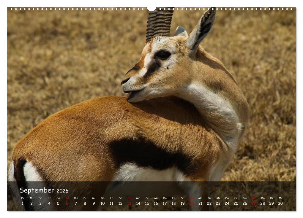 Weitere Ansicht: Wildes Ostafrika - Tansania und Kenia hautnah (Wandkalender 2026 DIN A2 quer), CALVENDO Monatskalend | Sarah W. Fotografie, Calvendo