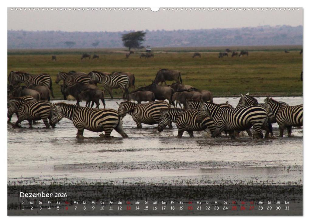 Weitere Ansicht: Wildes Ostafrika - Tansania und Kenia hautnah (Wandkalender 2026 DIN A2 quer), CALVENDO Monatskalend | Sarah W. Fotografie, Calvendo