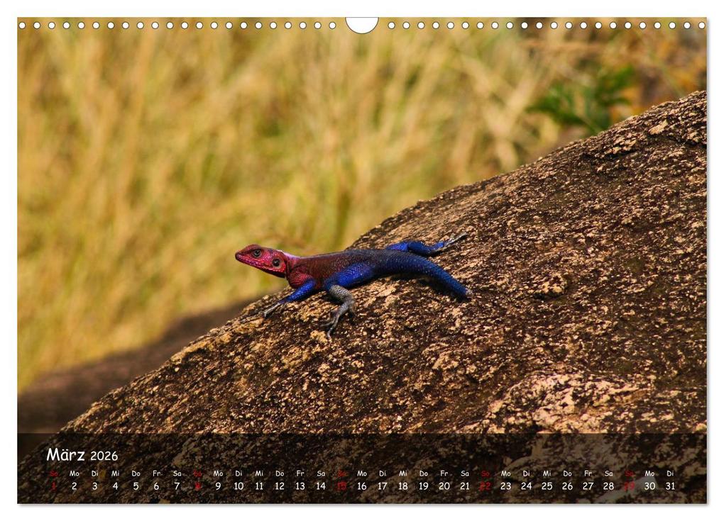 Weitere Ansicht: Wildes Ostafrika - Tansania und Kenia hautnah (Wandkalender 2026 DIN A3 quer), CALVENDO Monatskalend | Sarah W. Fotografie, Calvendo