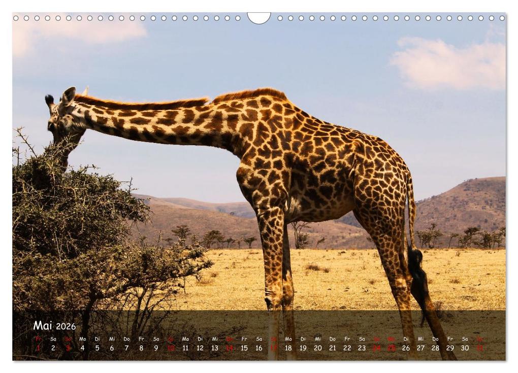 Weitere Ansicht: Wildes Ostafrika - Tansania und Kenia hautnah (Wandkalender 2026 DIN A3 quer), CALVENDO Monatskalend | Sarah W. Fotografie, Calvendo
