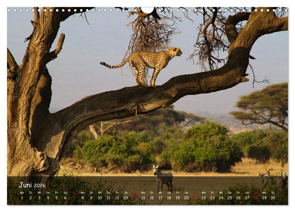 Weitere Ansicht: Wildes Ostafrika - Tansania und Kenia hautnah (Wandkalender 2026 DIN A3 quer), CALVENDO Monatskalend | Sarah W. Fotografie, Calvendo