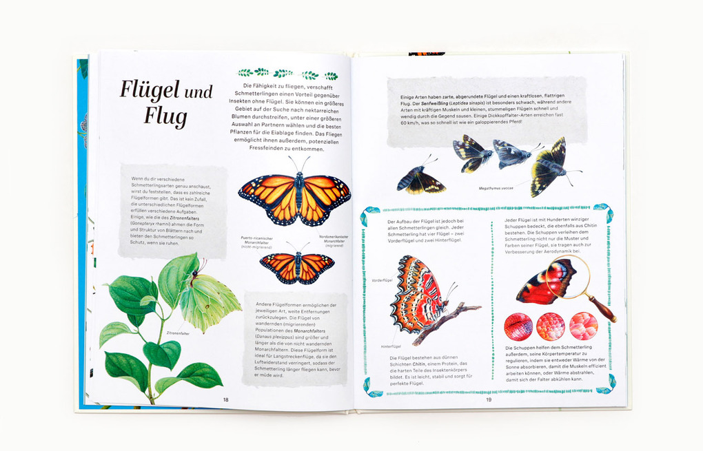 Weitere Ansicht: Schmetterlinge | Jon Dunn