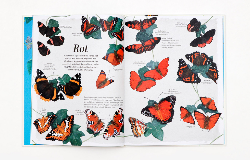 Weitere Ansicht: Schmetterlinge | Jon Dunn