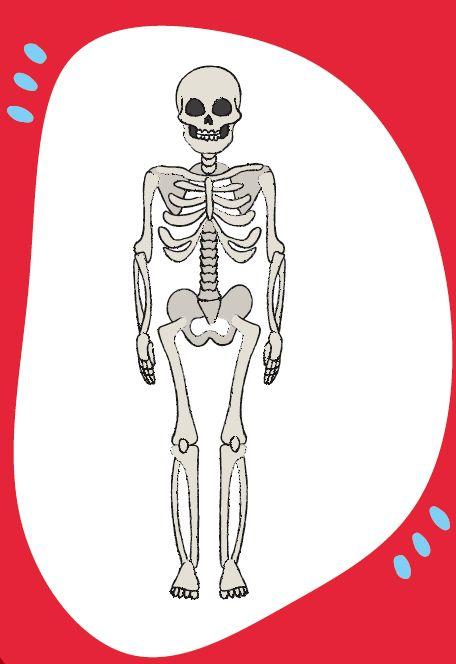 Weitere Ansicht: Wortschatzkärtchen: Körper | Esther Zulauf